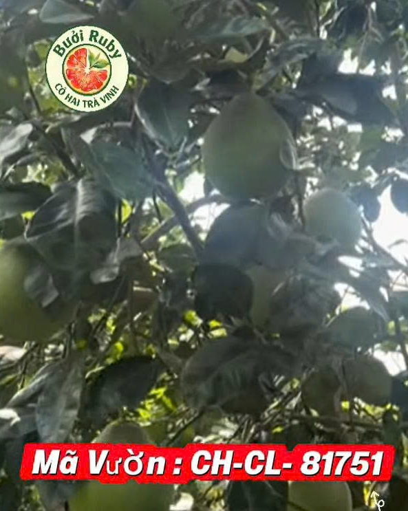 Vùng trồng Vĩnh Long - Vườn chú Lộc