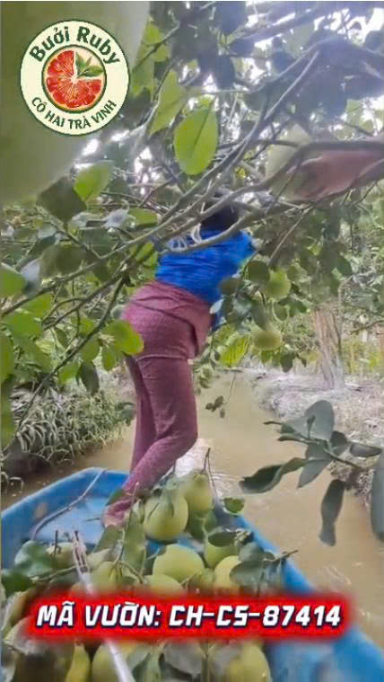 Vườn Cậu Năm Tiểu Cần