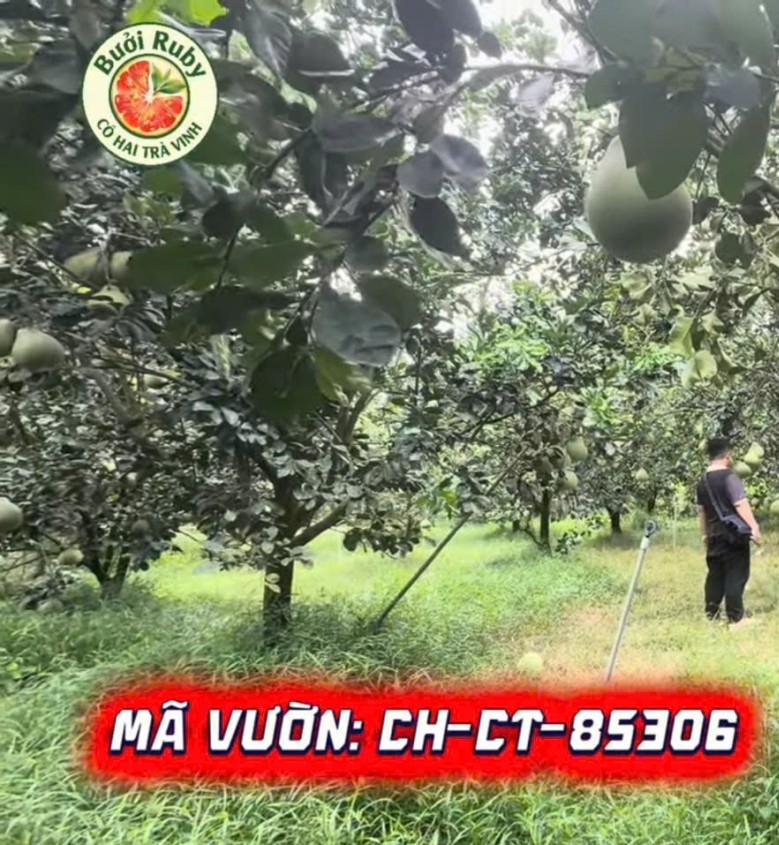 Vùng trồng Vĩnh Long - Vườn Chú Tính